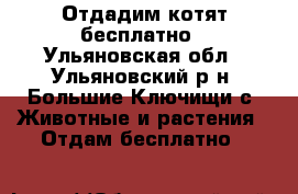 Отдадим котят бесплатно - Ульяновская обл., Ульяновский р-н, Большие Ключищи с. Животные и растения » Отдам бесплатно   